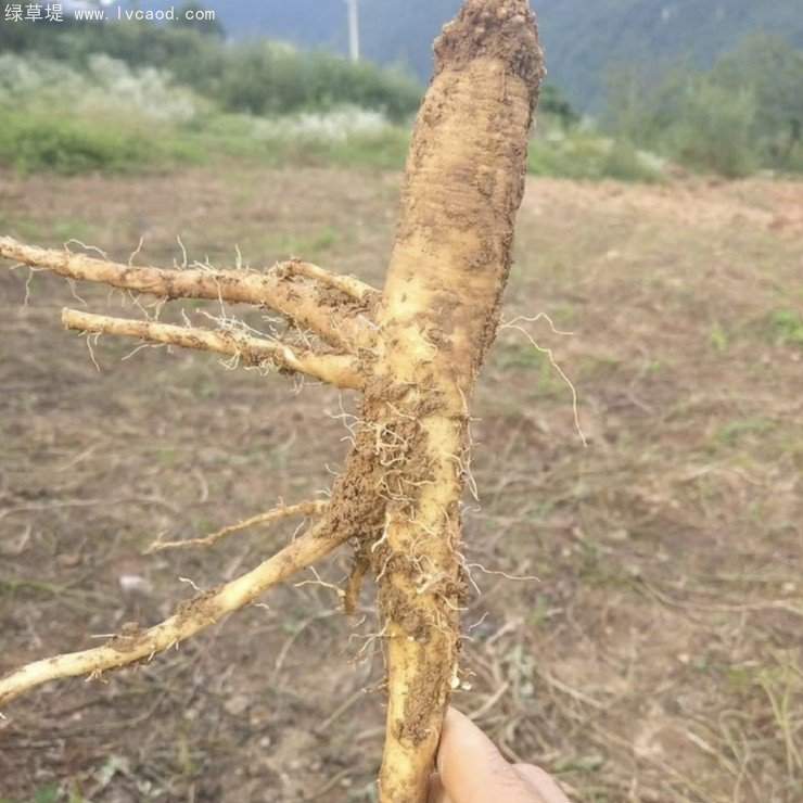 黨參采收現(xiàn)場(chǎng)