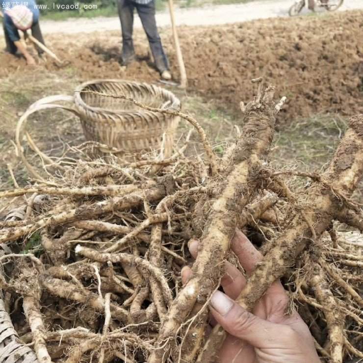 黨參采收現(xiàn)場(chǎng)
