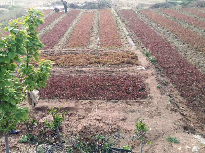 杜梨苗種植現(xiàn)場(chǎng)農(nóng)田