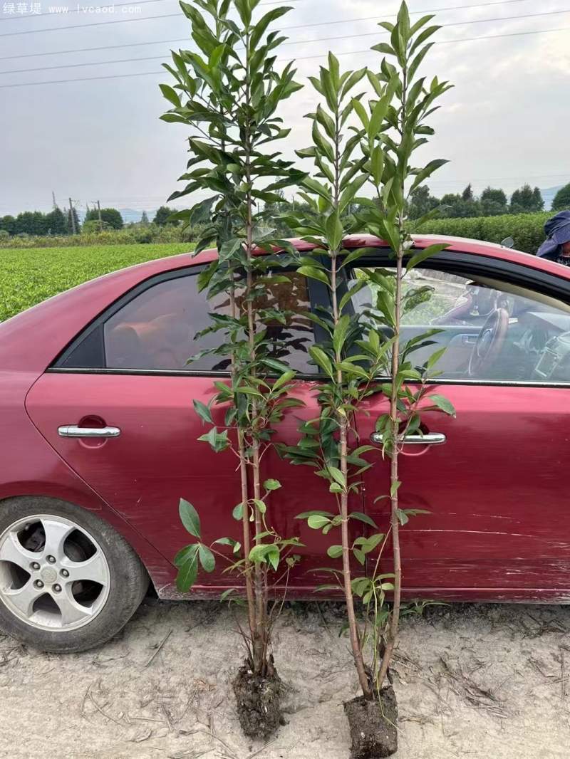 法青法國冬青 法青法國冬青