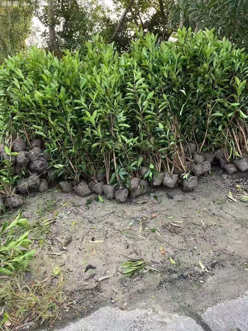 法青法國冬青 法青法國冬青