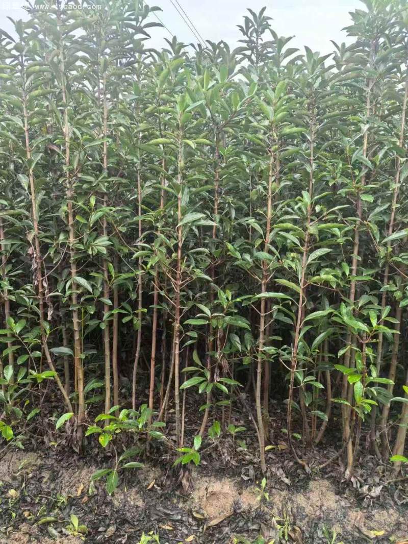 法青法國冬青 法青法國冬青