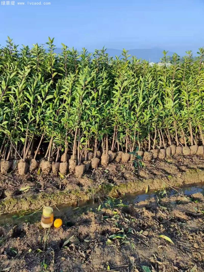 法青法國冬青 法青法國冬青