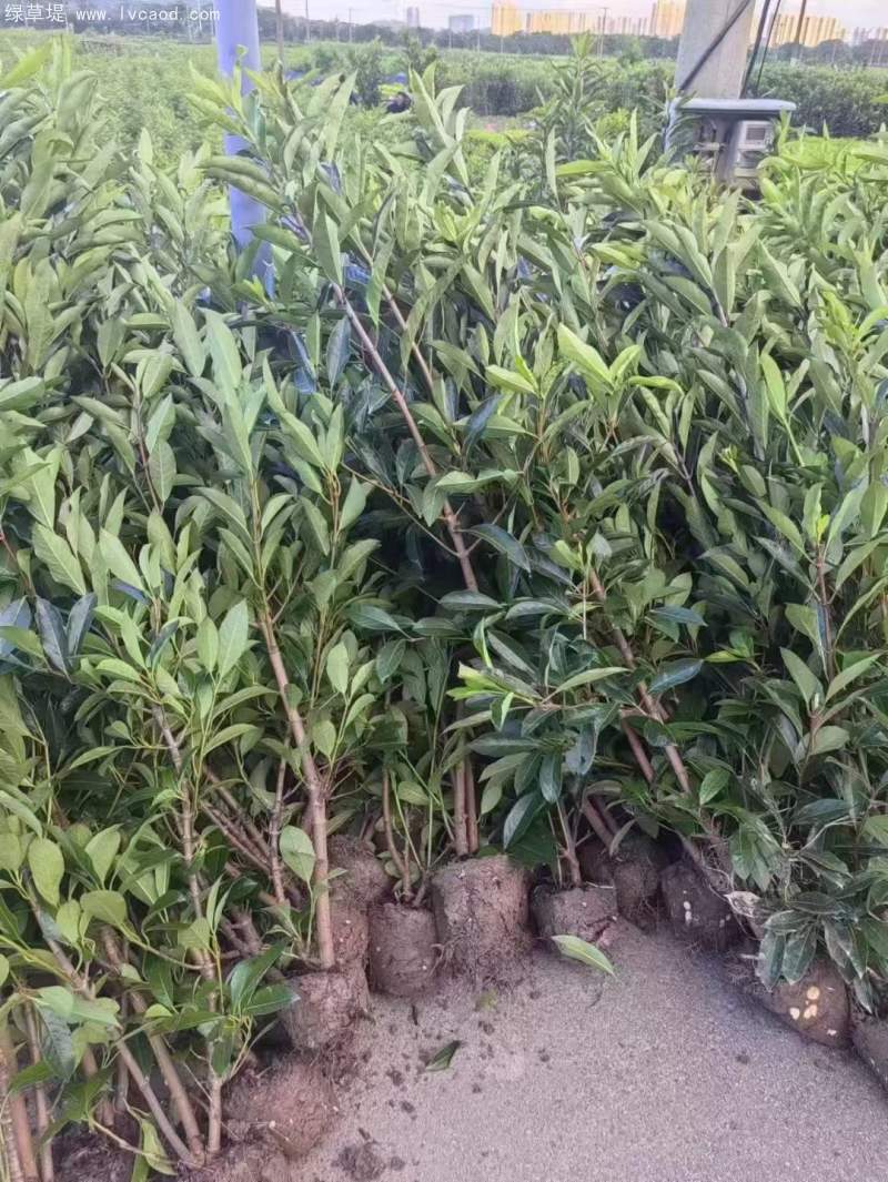 法青法國冬青 法青法國冬青