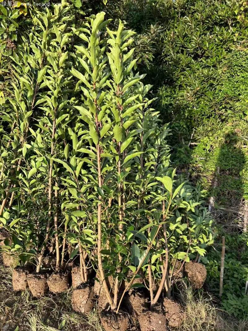 法青法國冬青 法青法國冬青