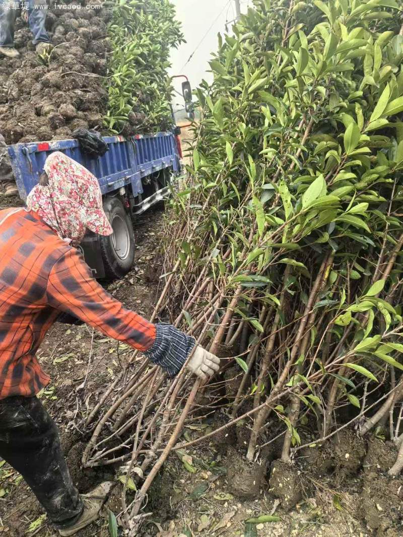 法青法國冬青 法青法國冬青