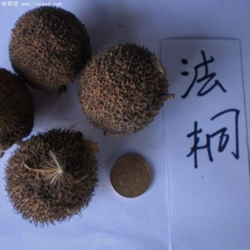 法桐種子 法桐種子