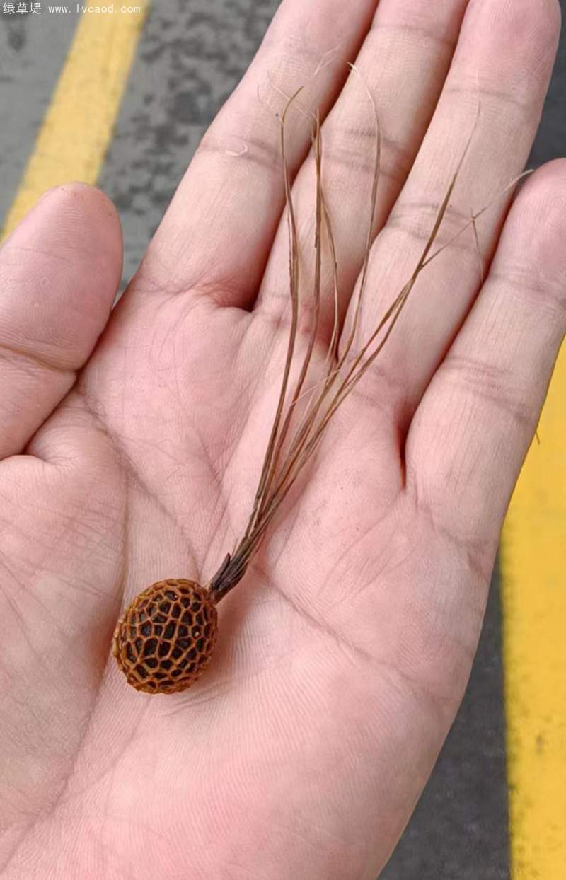 法桐種子 法桐種子