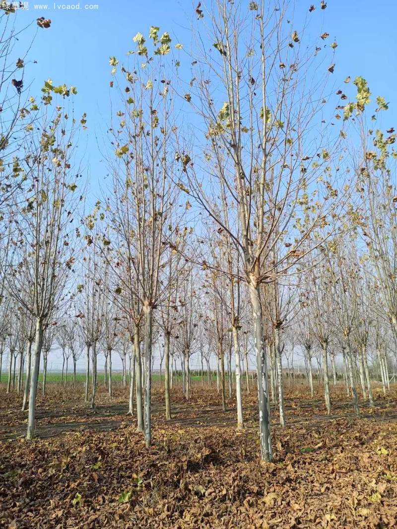 法桐樹(shù) 法桐樹(shù)