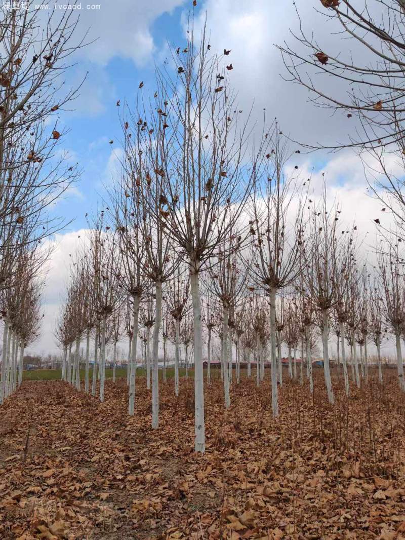 法桐樹(shù) 法桐樹(shù)