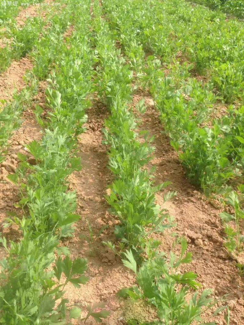 防風(fēng)植株藥材種植田