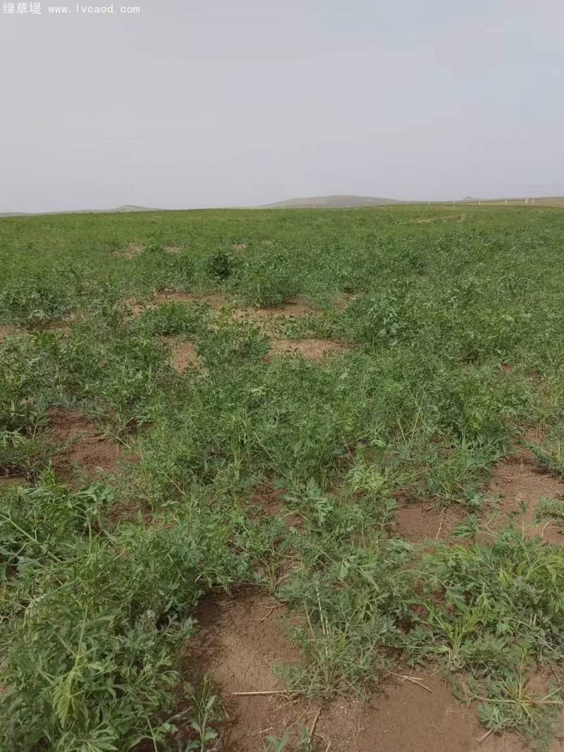 防風(fēng)植株藥材種植田