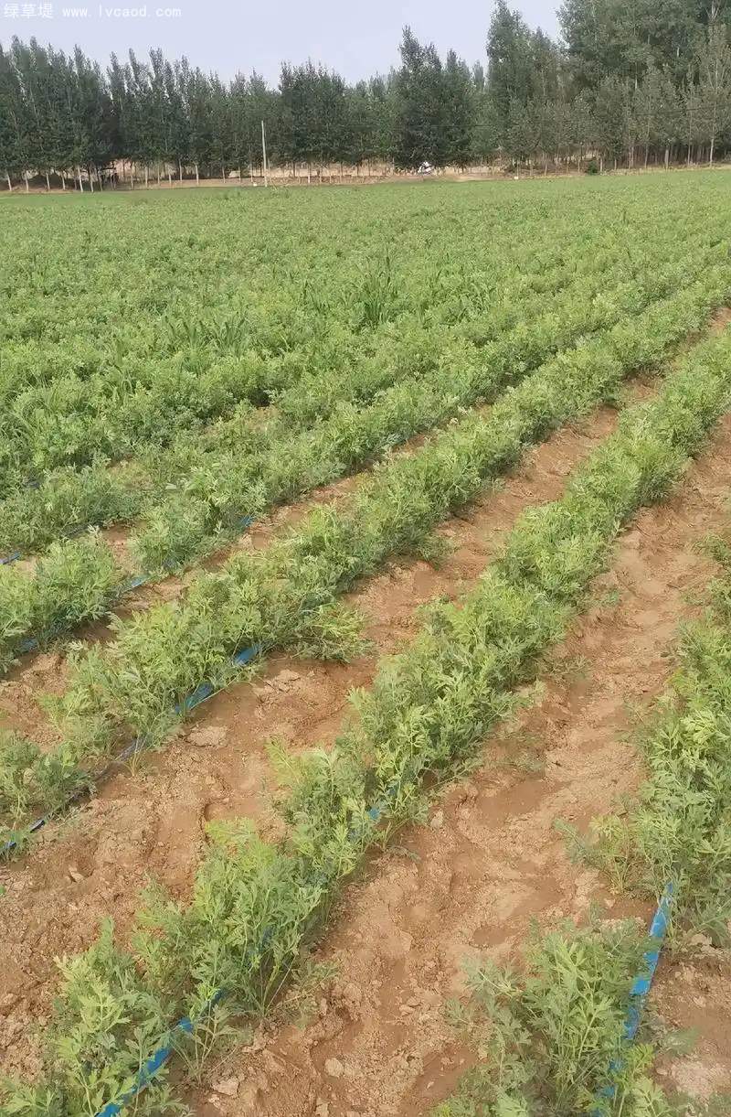 防風(fēng)植株藥材種植田