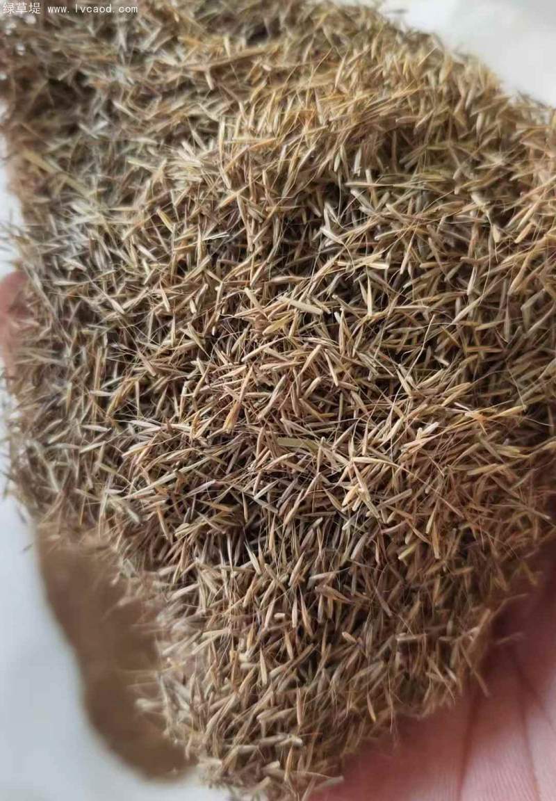 粉黛亂子草種子 粉黛亂子草種子