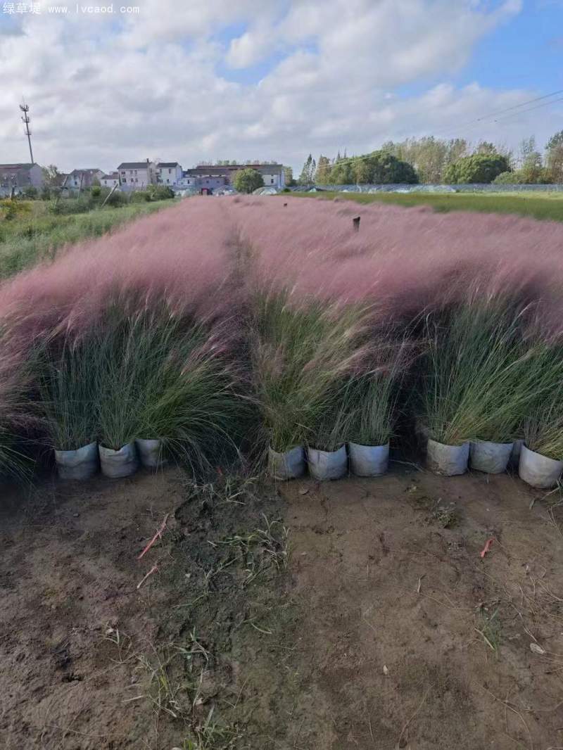 粉黛亂子草苗杯苗盆栽容器苗 粉黛亂子草苗杯苗盆栽容器苗