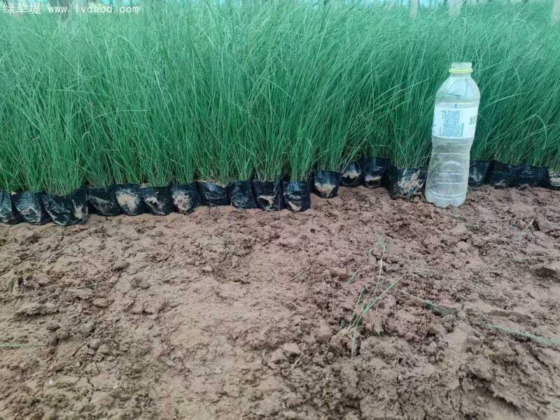 粉黛亂子草苗杯苗盆栽容器苗 粉黛亂子草苗杯苗盆栽容器苗