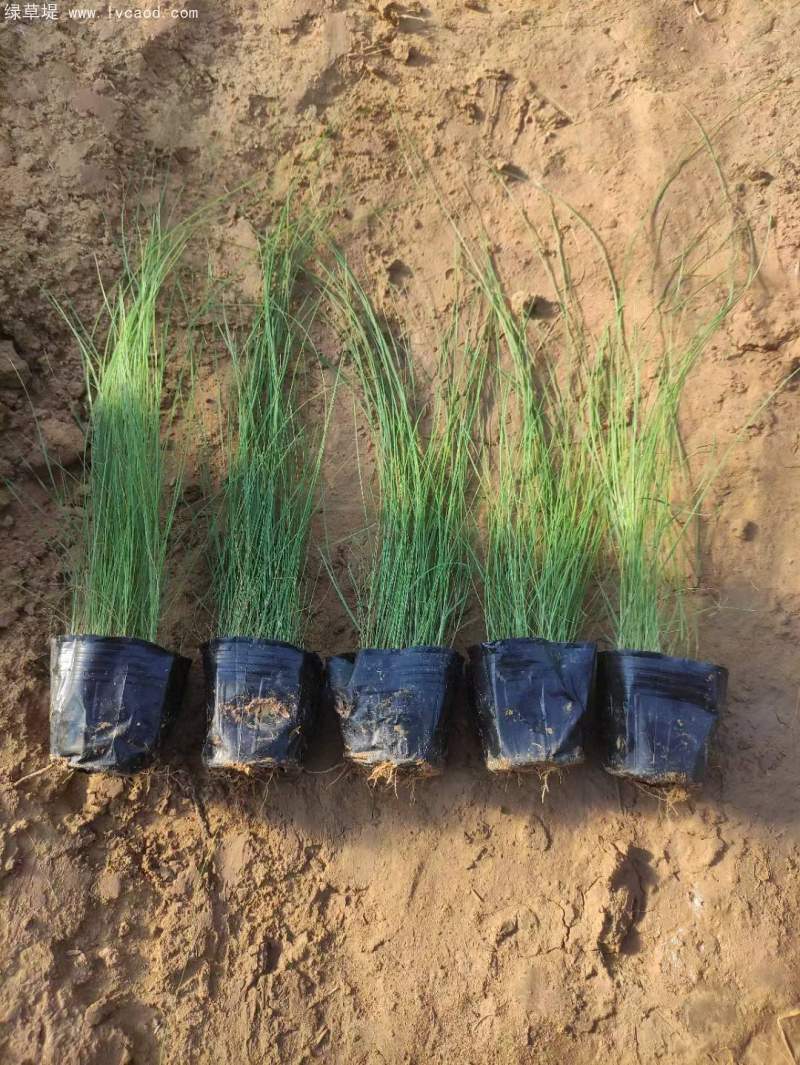 粉黛亂子草苗杯苗盆栽容器苗 粉黛亂子草苗杯苗盆栽容器苗