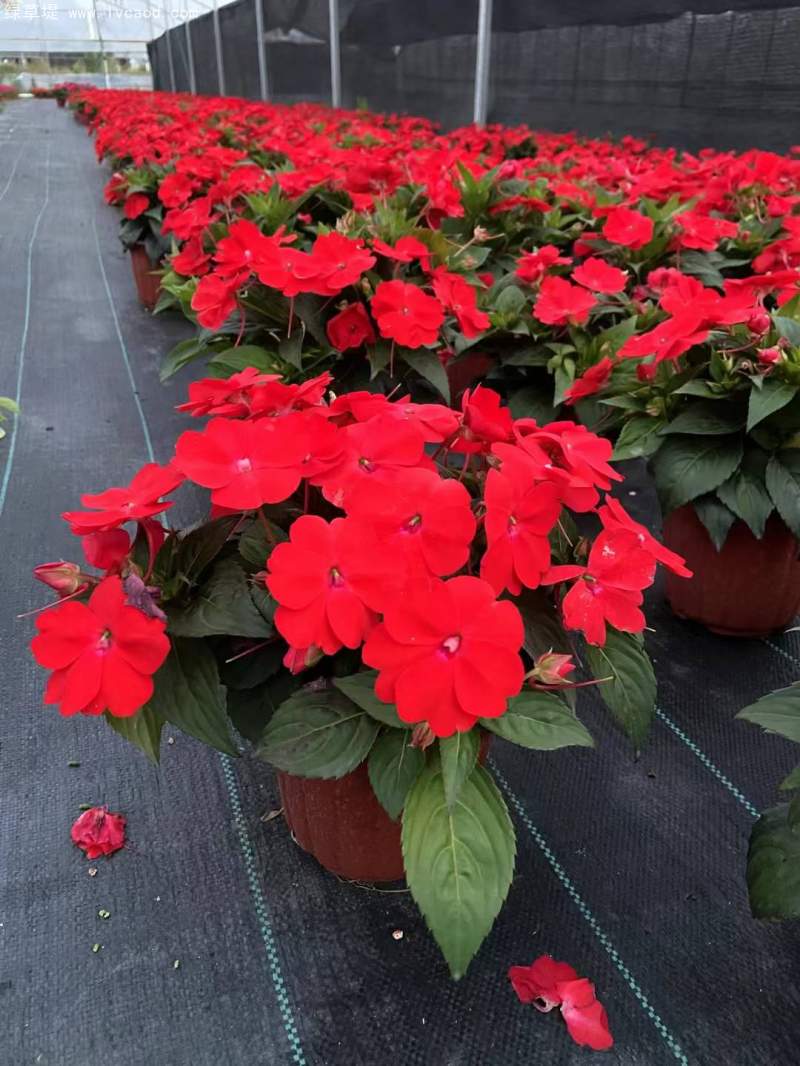 鳳仙花盆栽容器苗 鳳仙花盆栽容器苗