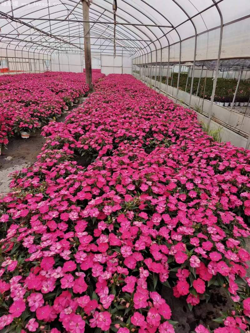 鳳仙花盆栽容器苗 鳳仙花盆栽容器苗