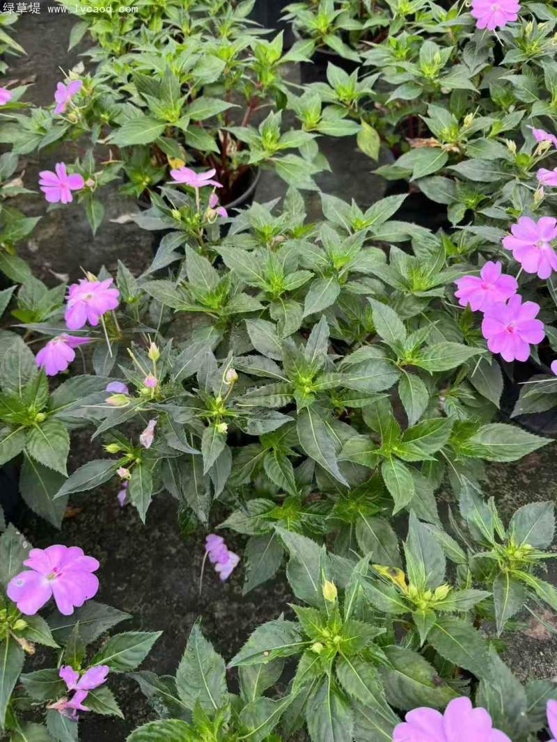 鳳仙花盆栽容器苗 鳳仙花盆栽容器苗