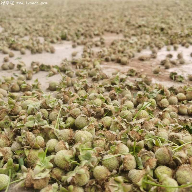 覆盆子種子 覆盆子種子