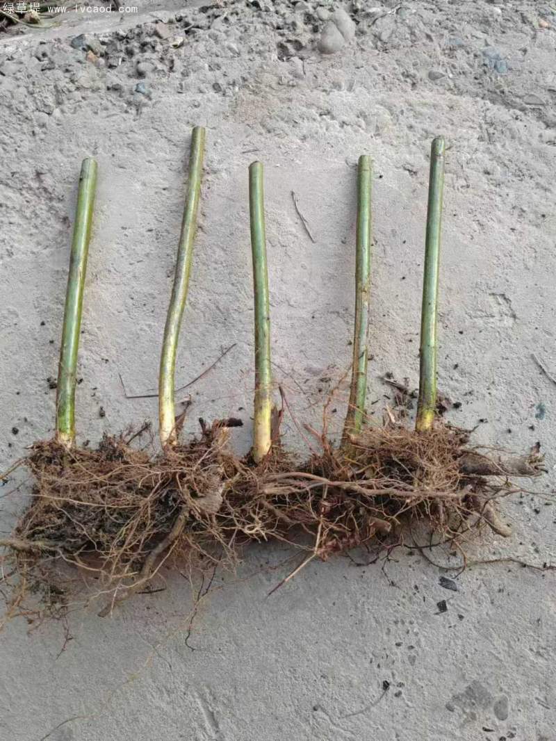 覆盆子樹(shù)桿根系 覆盆子樹(shù)桿根系