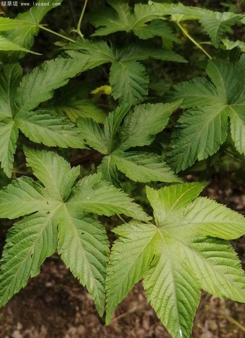 覆盆子葉子 覆盆子葉子