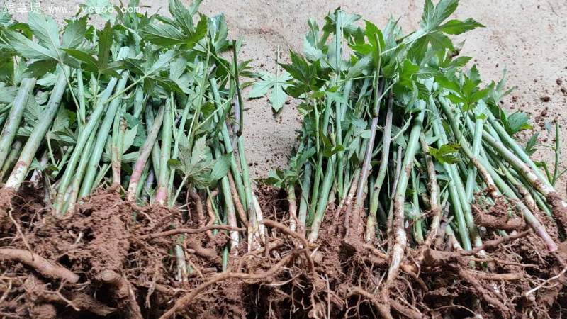 覆盆子苗 覆盆子苗