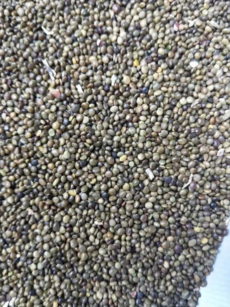 甘草種子 甘草種子