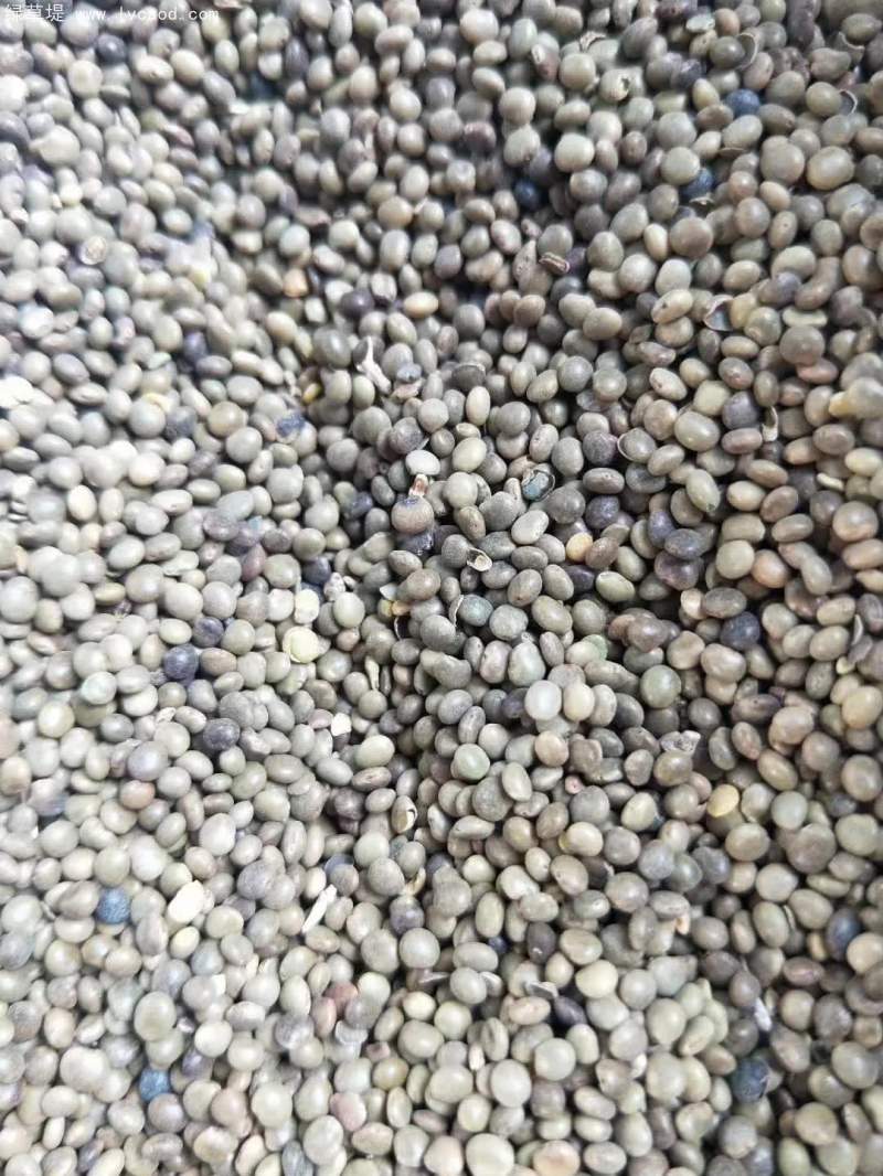 甘草種子 甘草種子