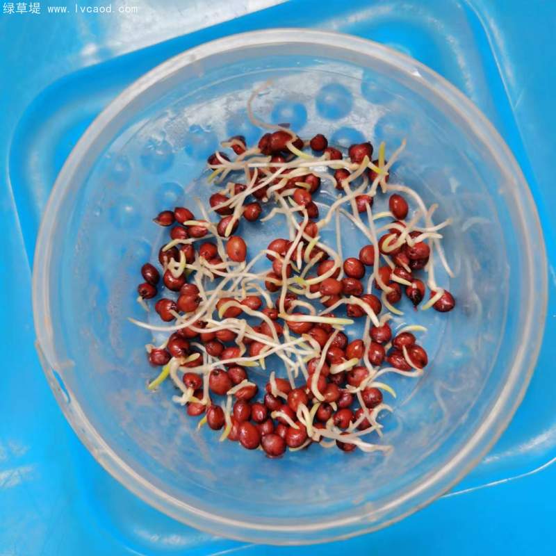 高丹草種子發(fā)芽實驗過程 高丹草種子發(fā)芽實驗過程