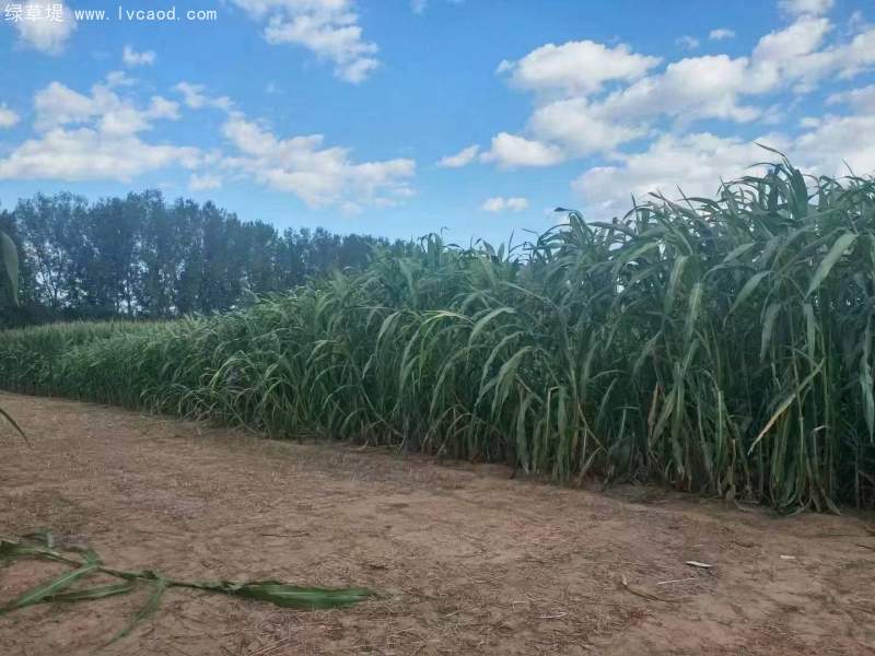 甜高粱葉片植株桿徑