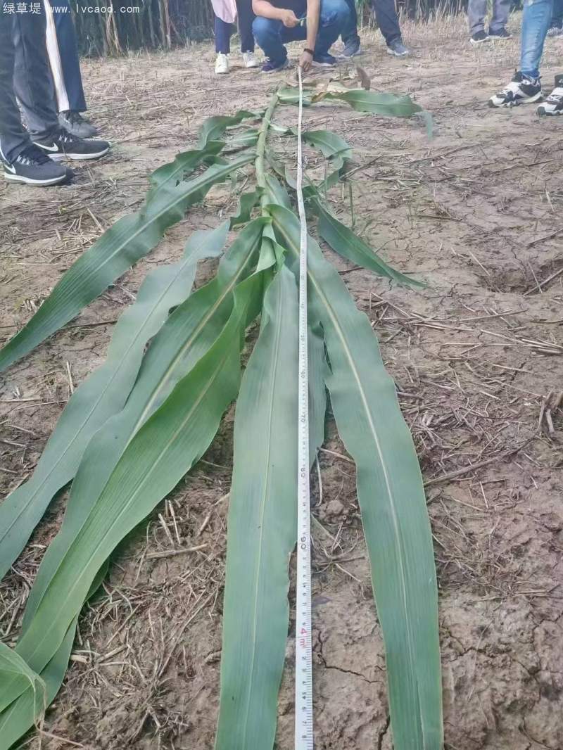 甜高粱葉片植株桿徑