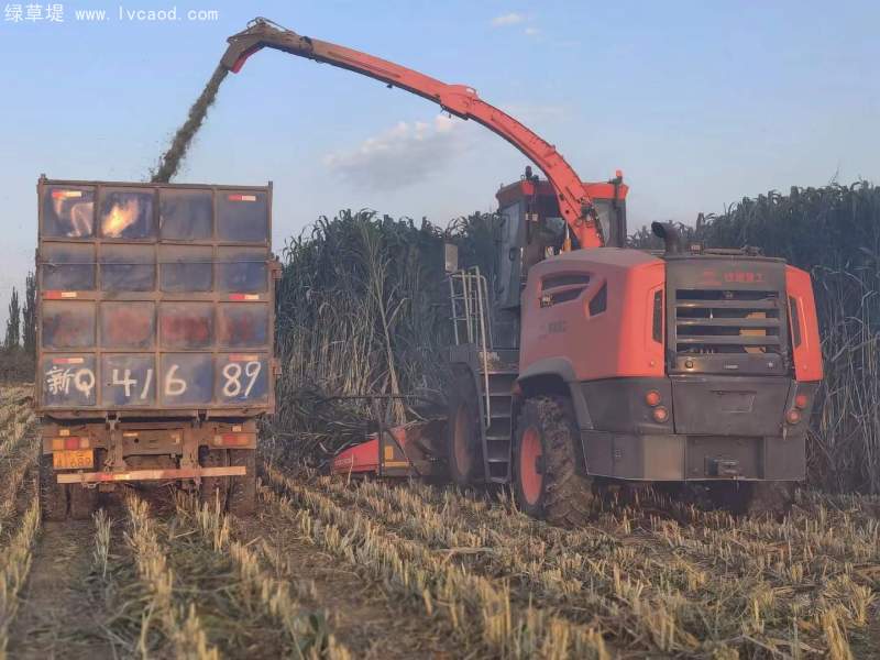 甜高粱全株青貯