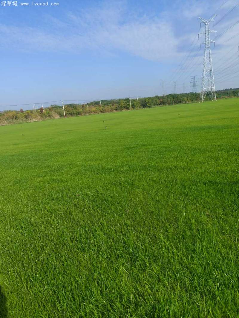 高羊茅草坪植株