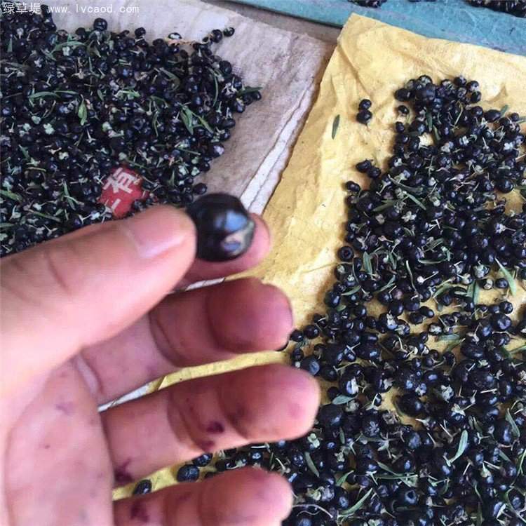 黑枸杞果實(shí) 黑枸杞果實(shí)