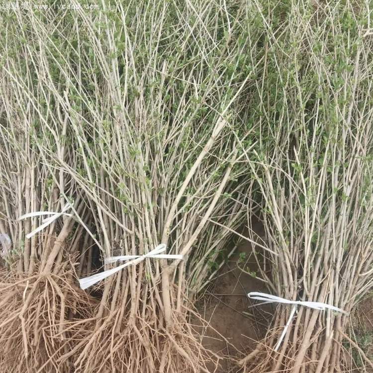 枸杞枝條枝干 枸杞枝條枝干