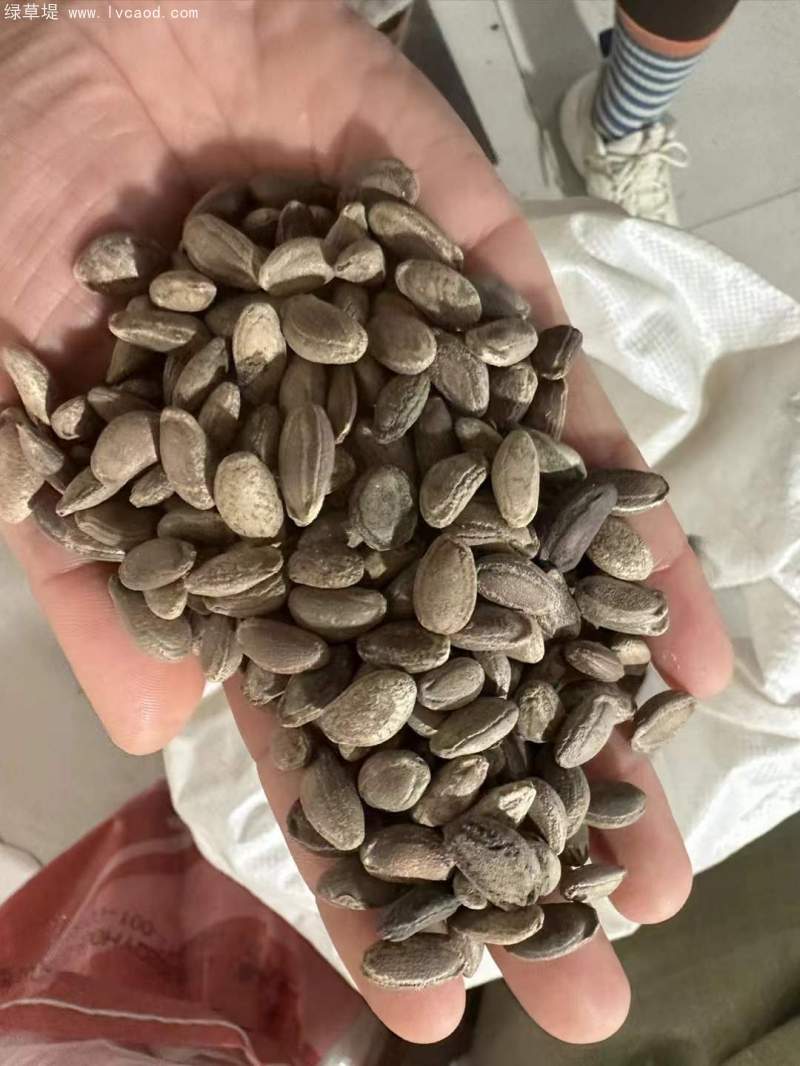 瓜蔞種子 瓜蔞種子