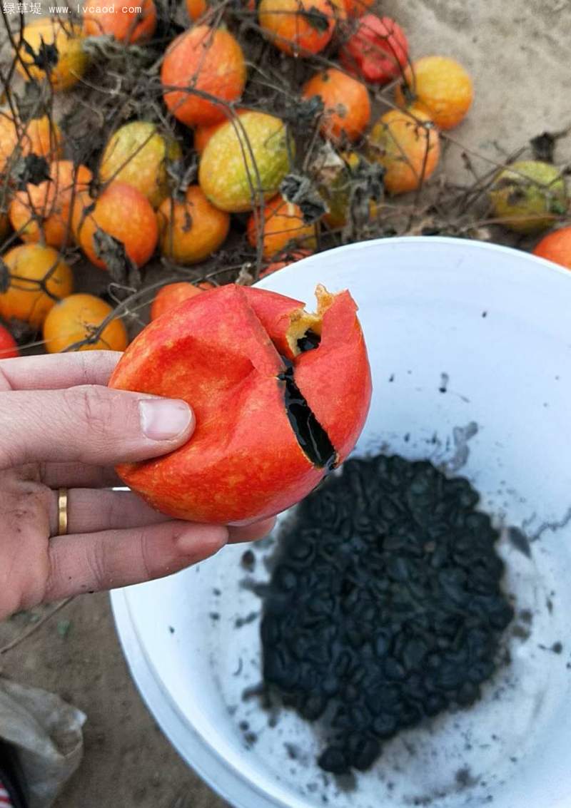 瓜蔞種子 瓜蔞種子