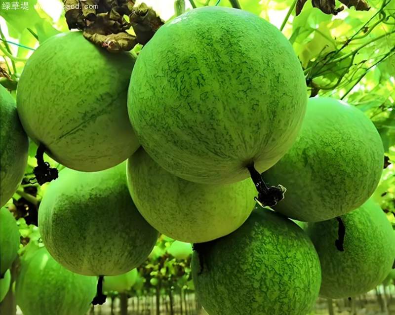 瓜蔞種子 瓜蔞種子