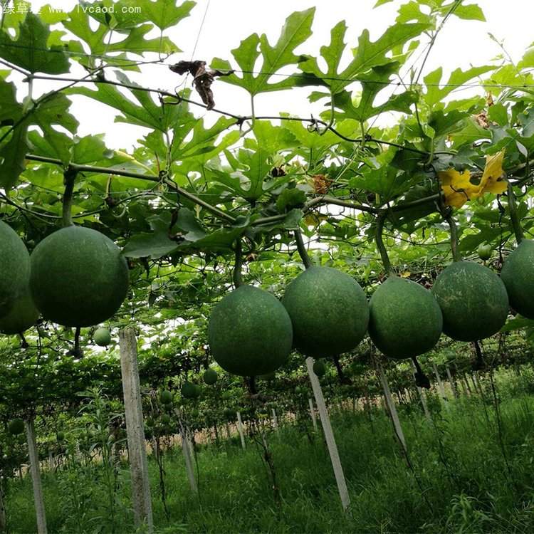 瓜蔞種子 瓜蔞種子