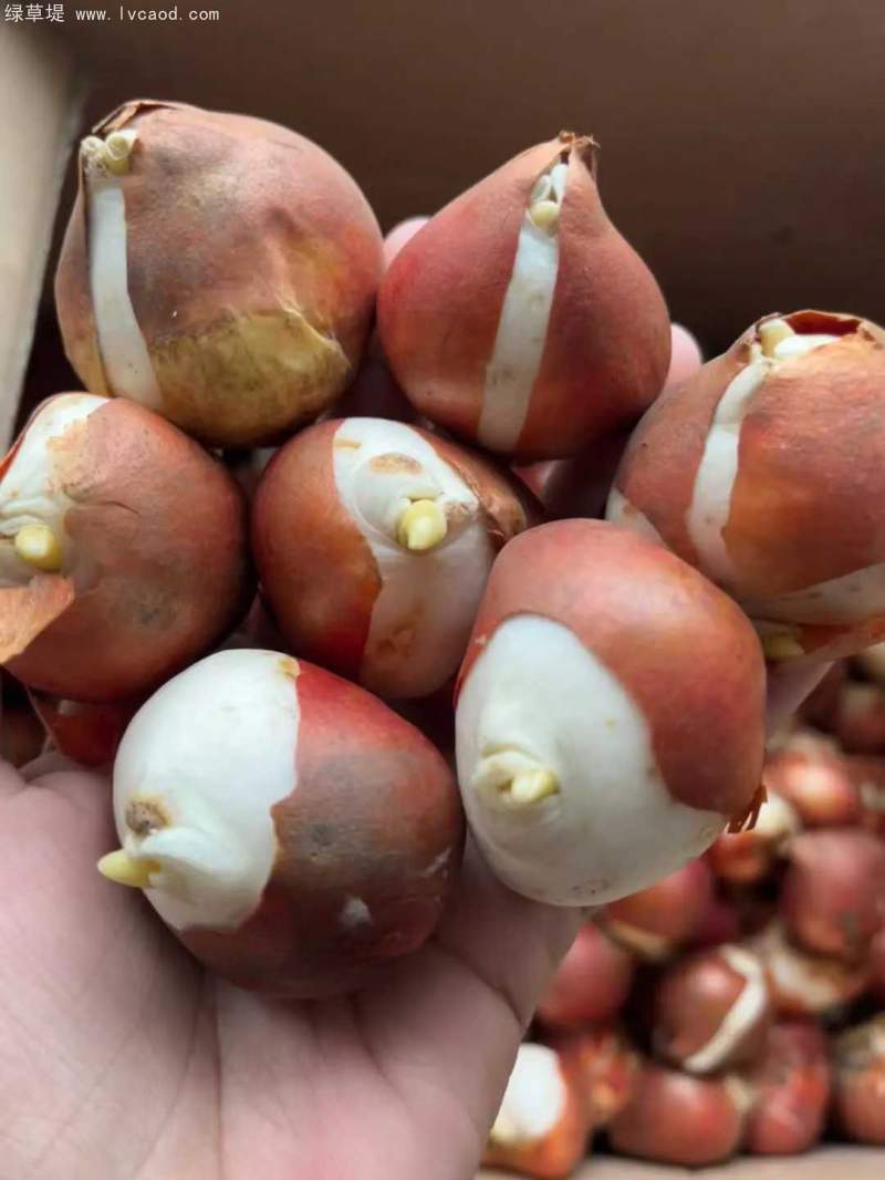 郁金香種球 郁金香種球