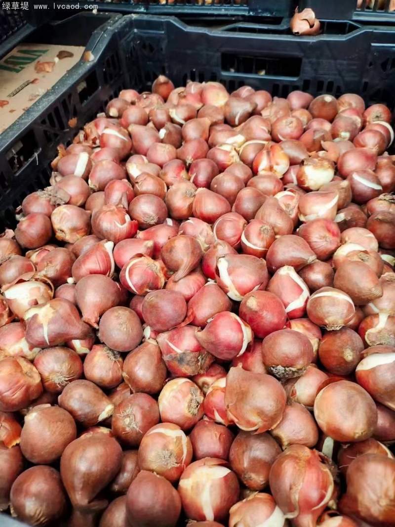 郁金香種球 郁金香種球