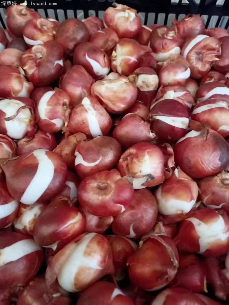 郁金香種球 郁金香種球