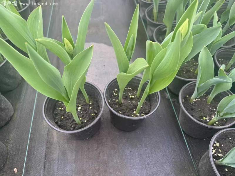 郁金香盆栽容器苗杯苗 郁金香盆栽容器苗杯苗