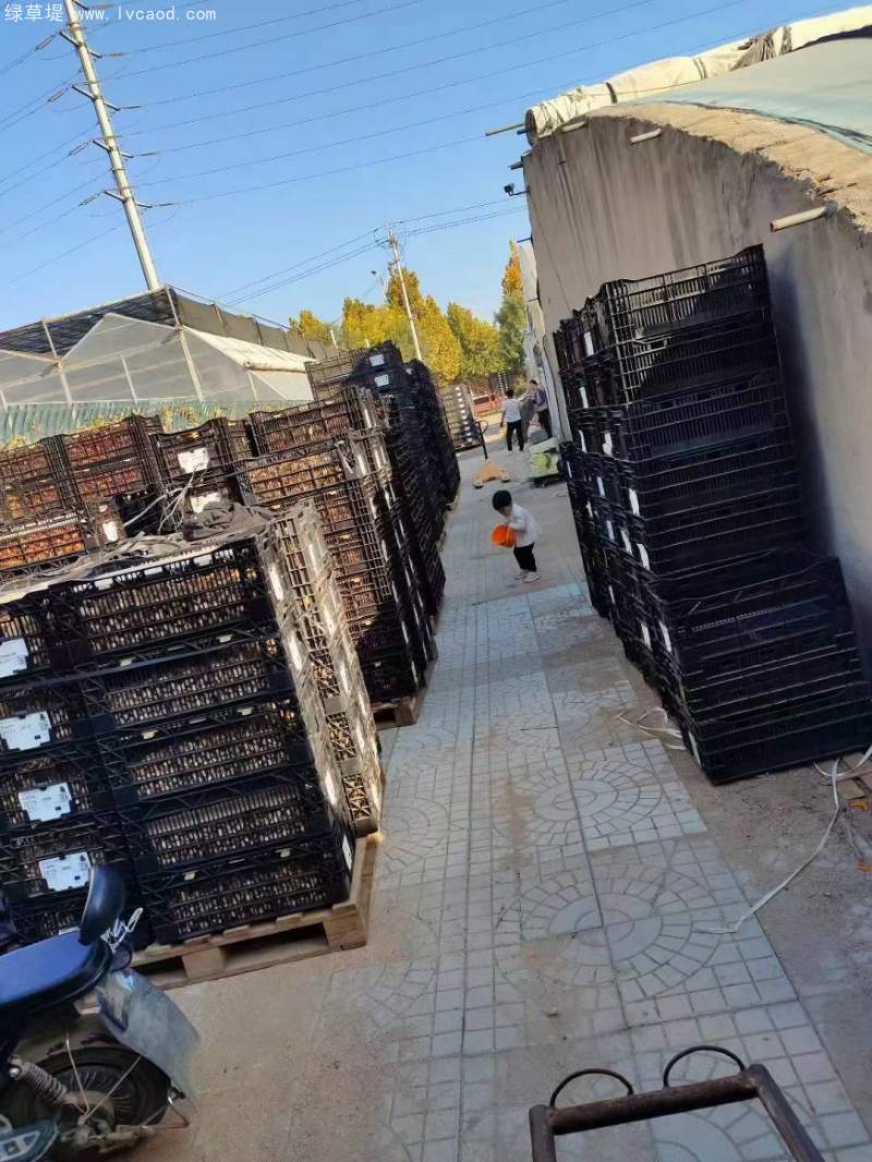 郁金香種球包裝框 郁金香種球包裝框