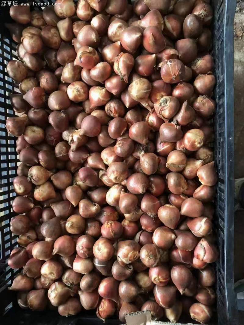 郁金香種球 郁金香種球