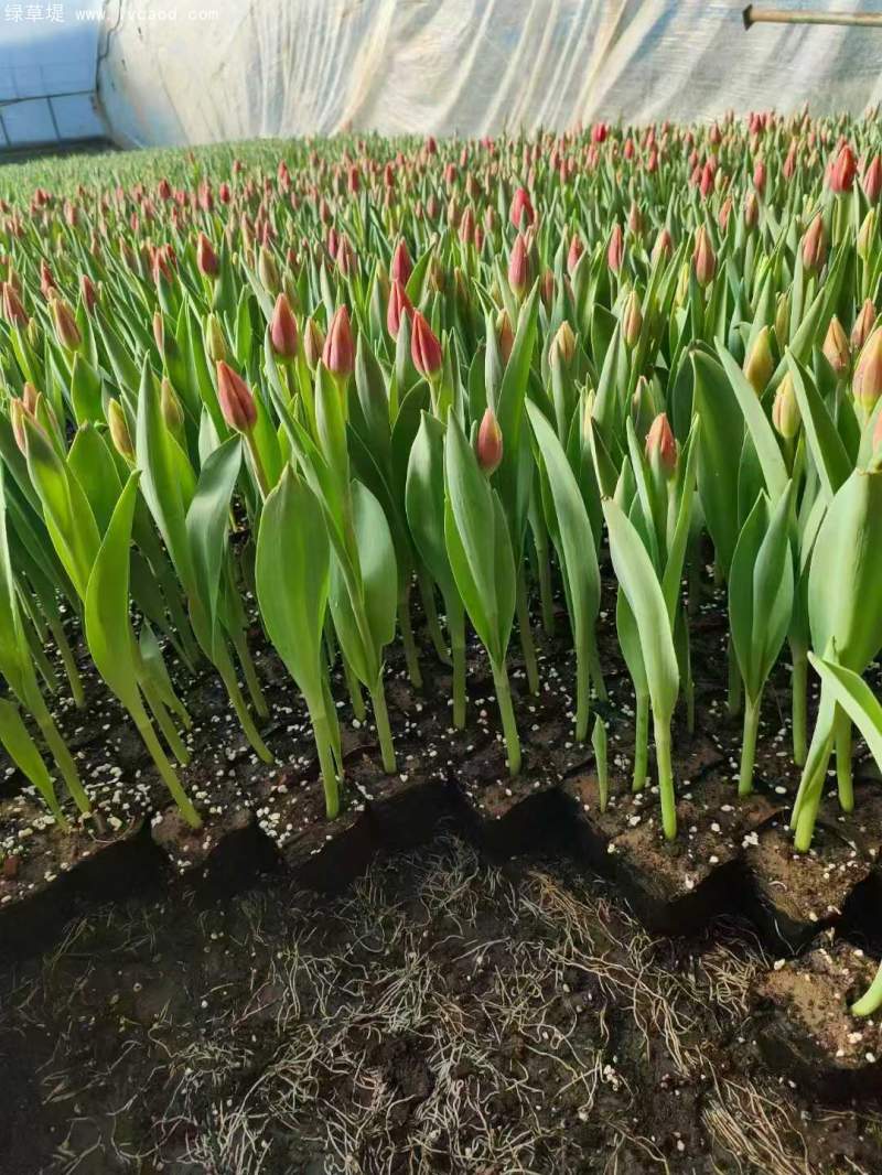 郁金香盆栽容器苗杯苗 郁金香盆栽容器苗杯苗