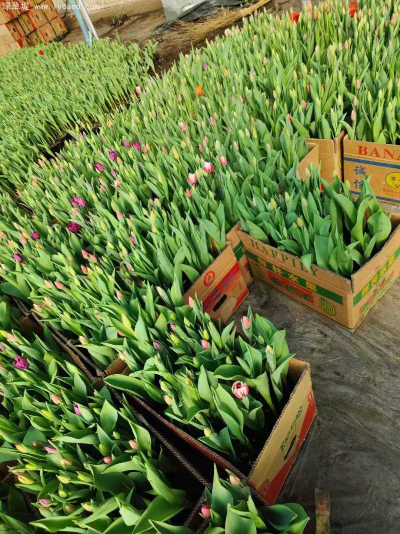 郁金香盆栽容器苗杯苗 郁金香盆栽容器苗杯苗