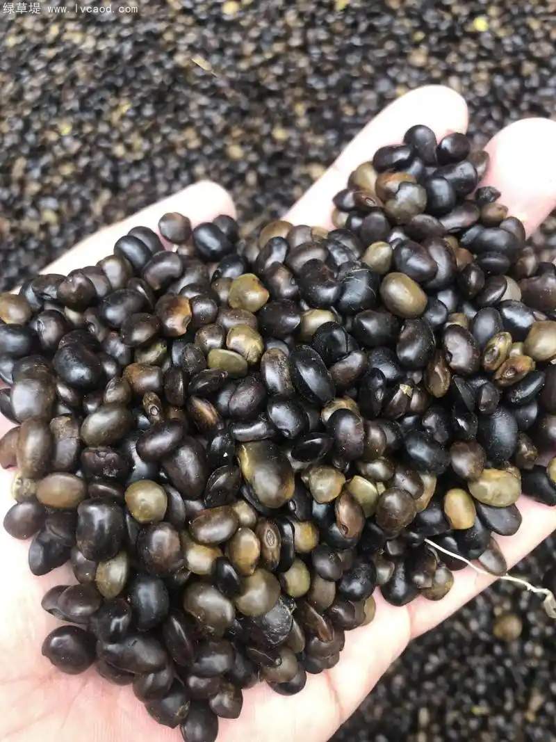 國(guó)槐種子 國(guó)槐種子